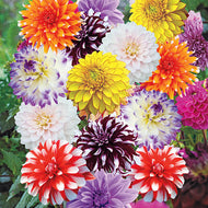Dahlia Type