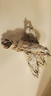 White Sage