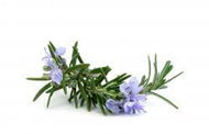 Rosemary Oil