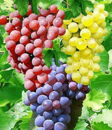 Grapeseed Oil