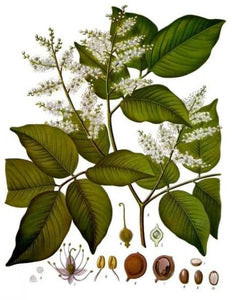 Copaiba Essential Oil