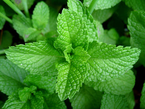 Peppermint Essential Oil